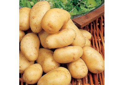 Arran Pilot Seed Potatoes (First Early - 1 kg)